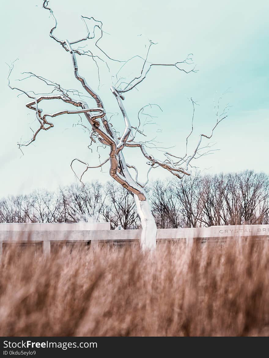 Brown and White Bare Tree