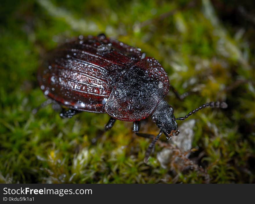 Closeup Photo of Brown and Black Beetle on Green Grass