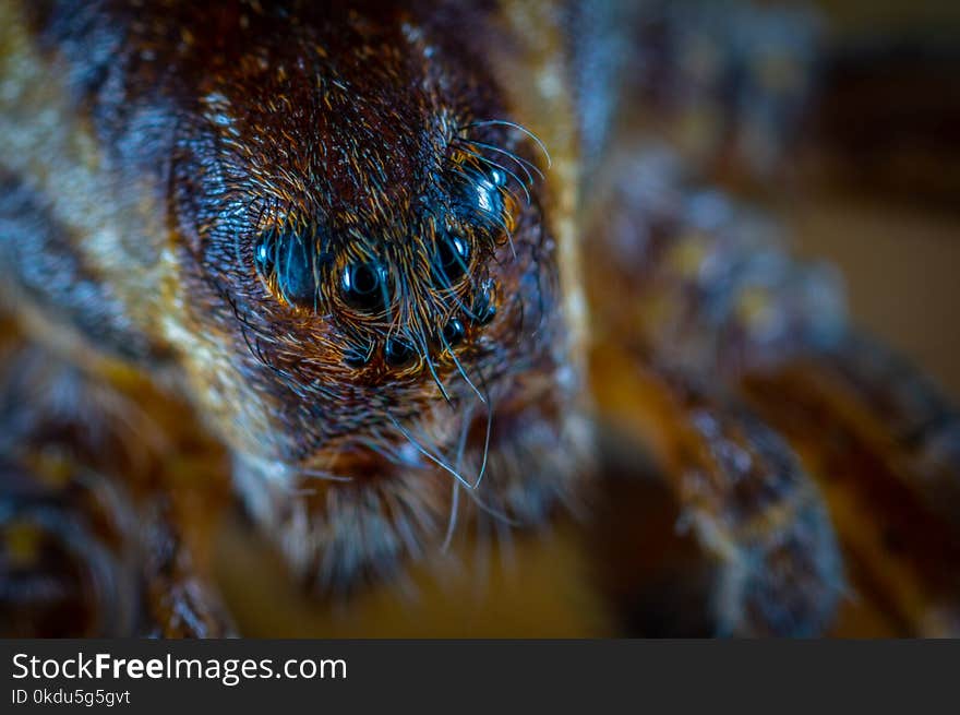 Macro Photography of Brown Spider