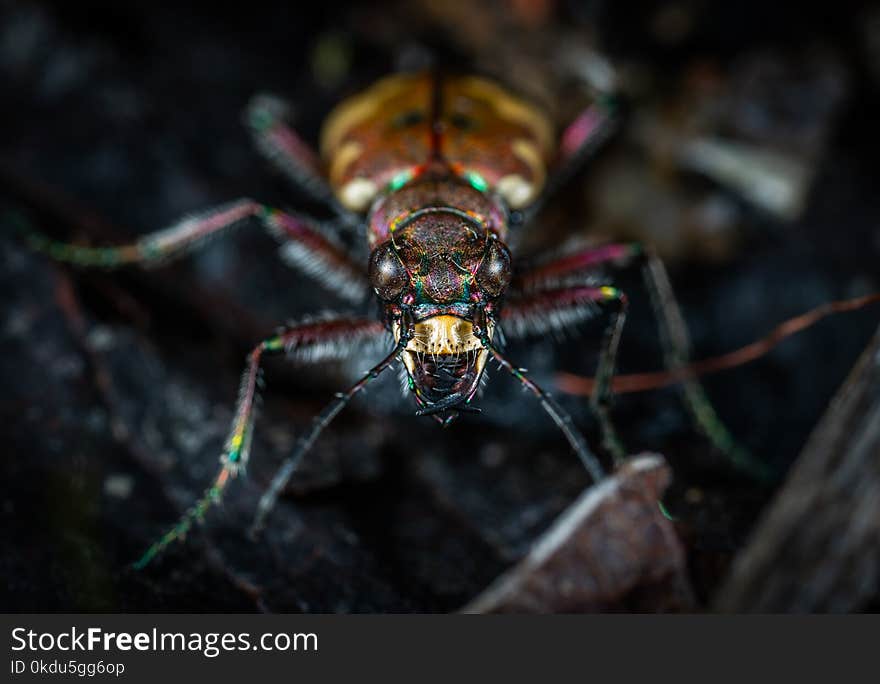 Close Up Photo of Jewel Beetle