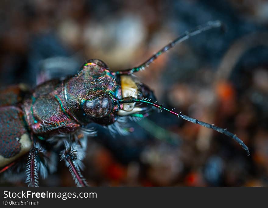 Shallow Focus Photography of Black Insect