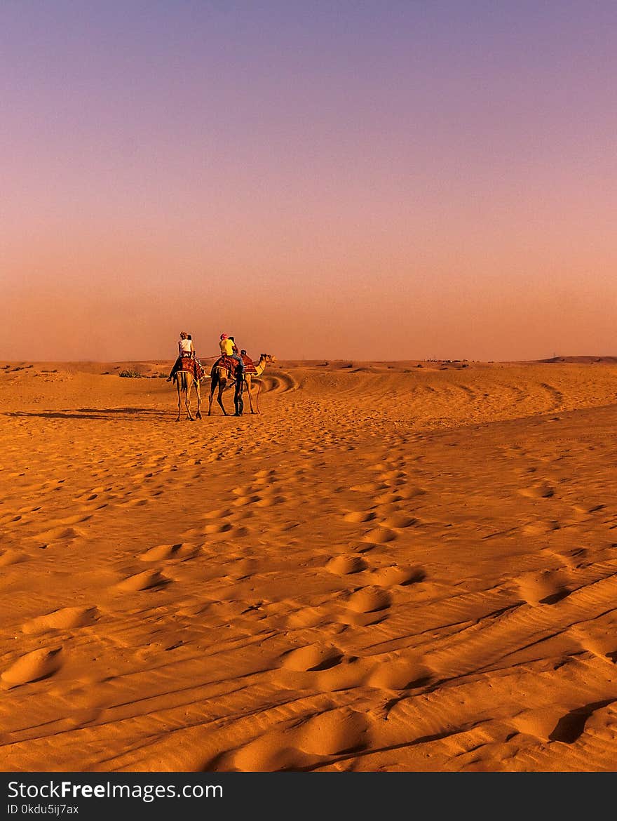 Two Brown Camel on Desert