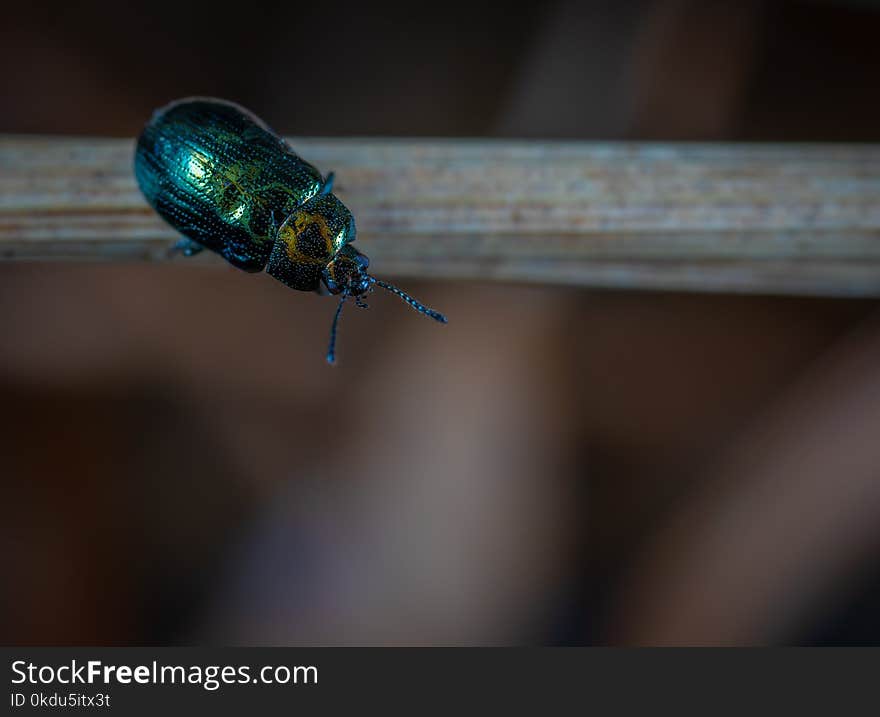 Close Up Photo of Green Beetle