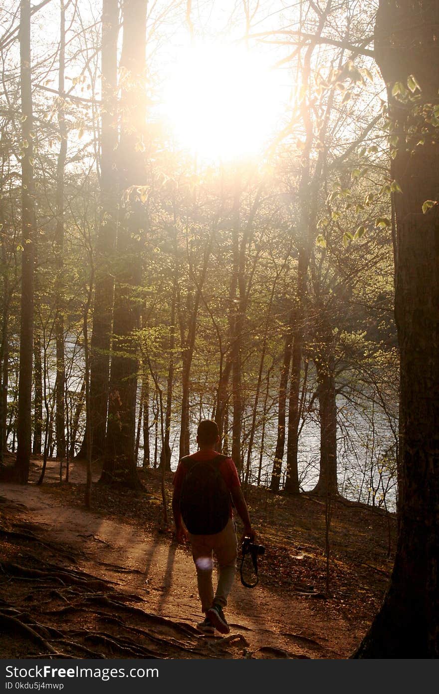 Man Walking Through the Forest