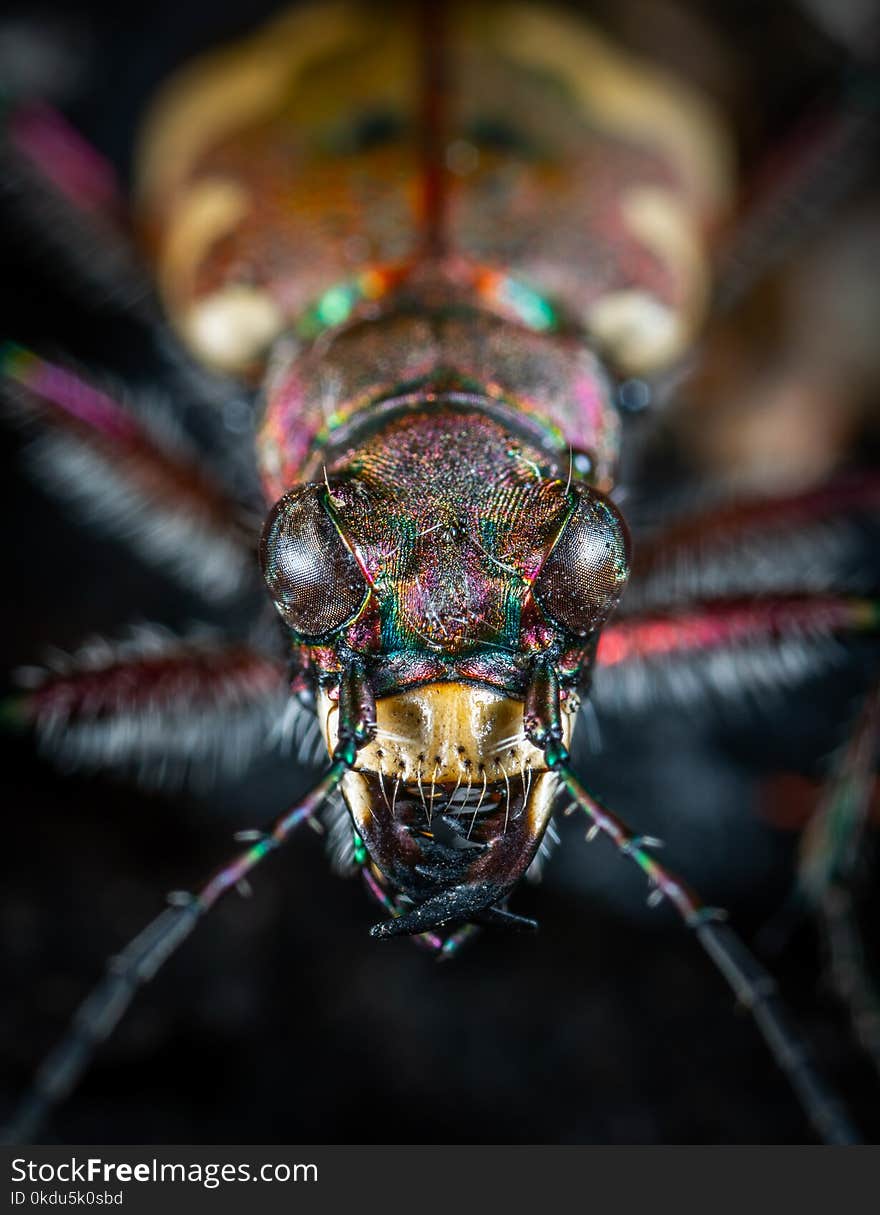 Close-up Photography of Jewel Beetle