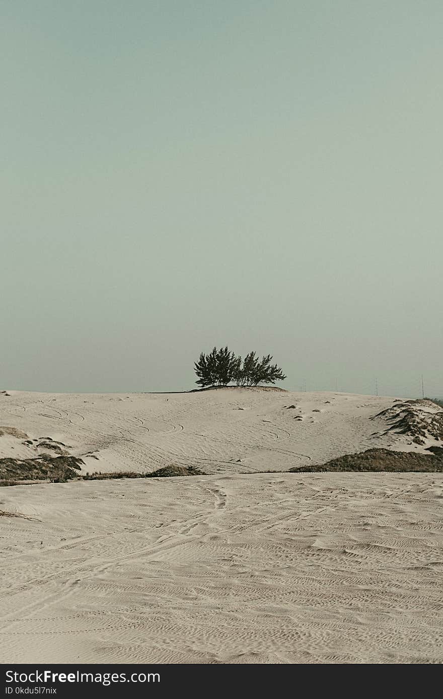 White Sand and Green Tree