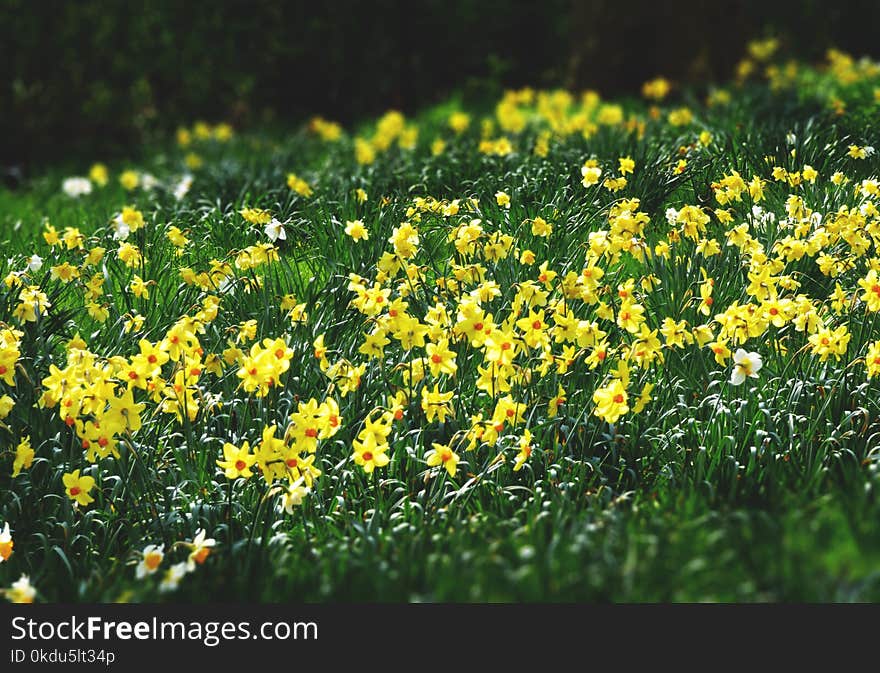 Bed of Yellow Petaled Flowers