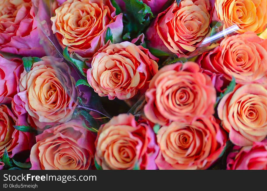 Bunch of Orange Petaled Flowers