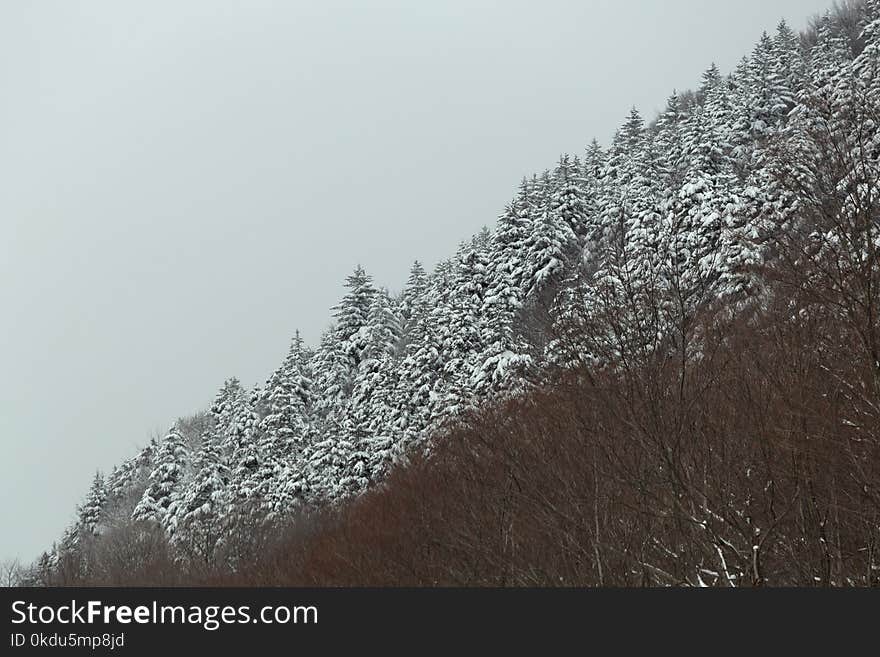 Trees Covered with Snow