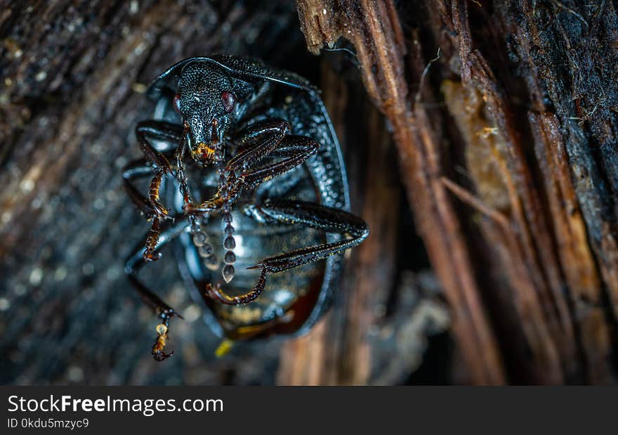 Macro Photography of Black Bug