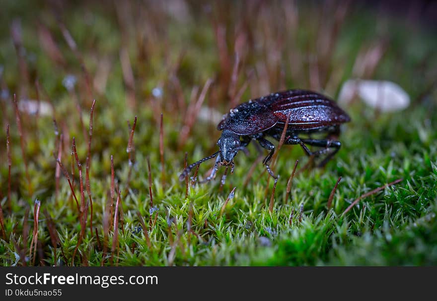 Black Ground Beetle on Green Grass in Closeup Photography