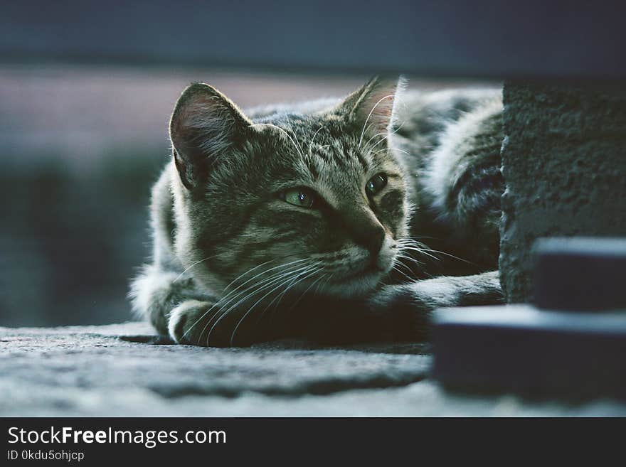 Photo of Silver Tabby Cat Lying on Gray Pavement