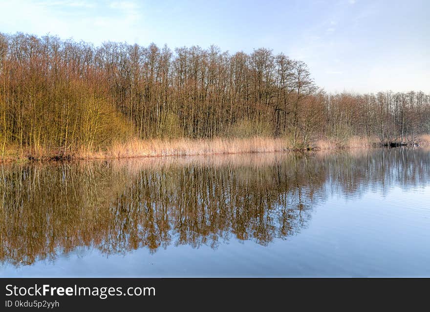 Body of Water Surrounded by Trees