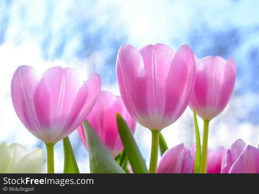 Pink Tulip Flowers Under White Clouds Blue Skies at Daytime