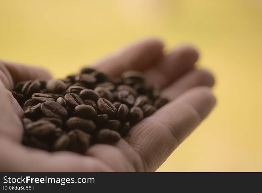 Coffee Beans on Person&#x27;s Palm