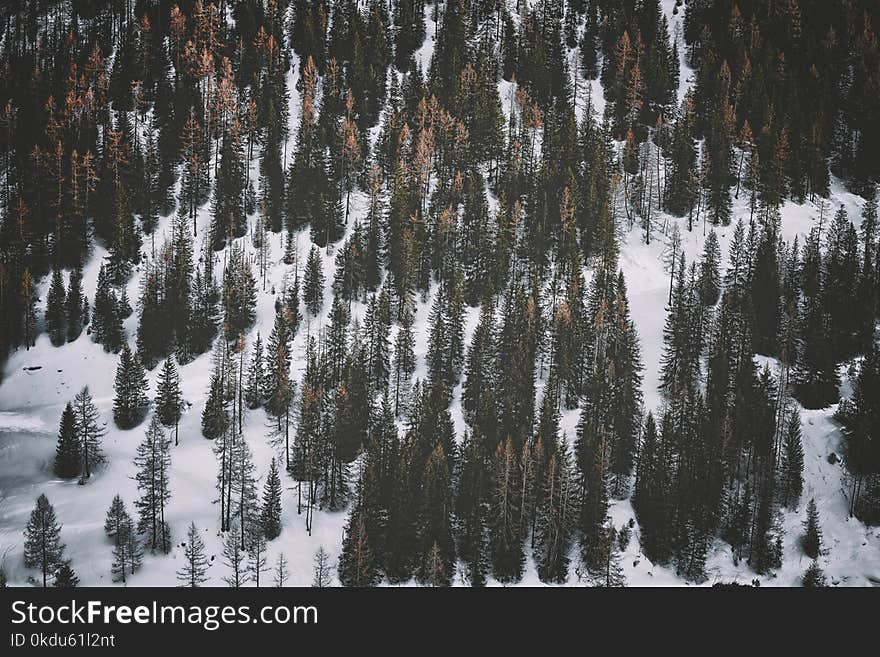 Snow Covered Ground With Pine Trees