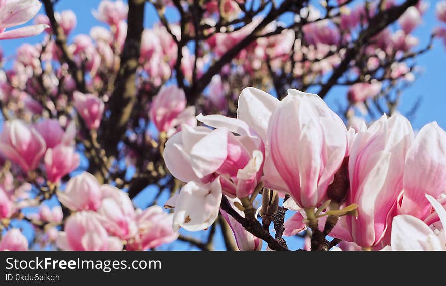 Partially Bloomed Pink Cherry Blossoms