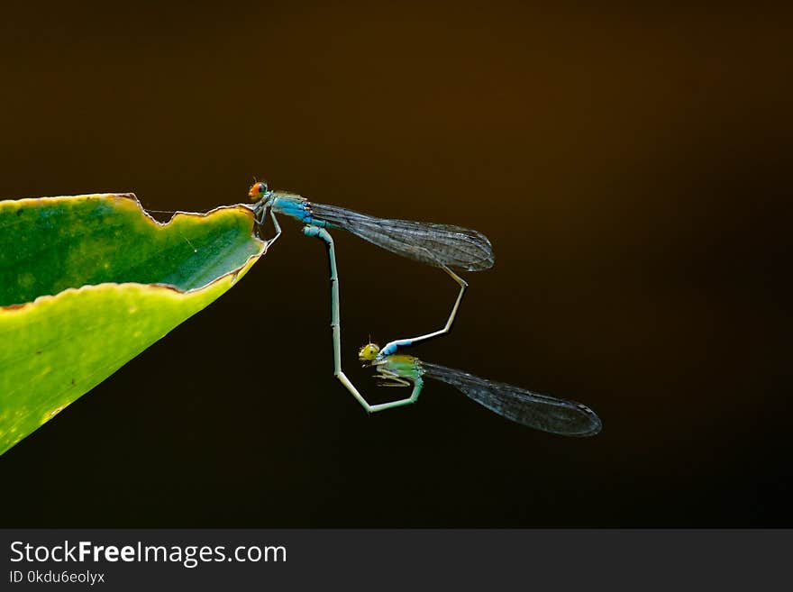 Green and Blue Dragonflies on Green Leaf