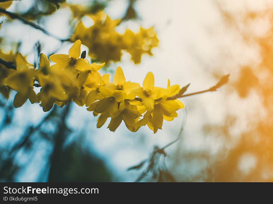 Shallow Focus Photography of Yellow Flowers