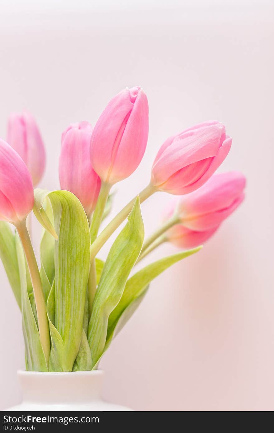 Selective Focus Photography of Pink Tulip Flower Arrangement