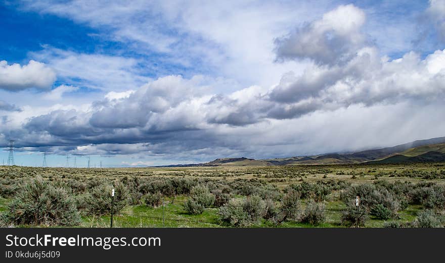 Green Trees and Grass Field Scenery