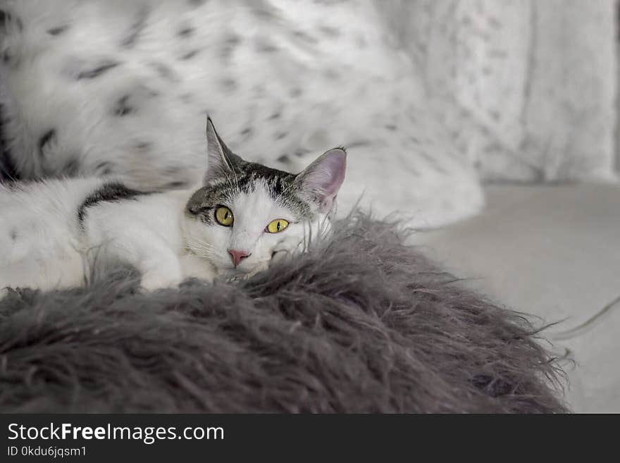 White and Black Cat Lying on Bed