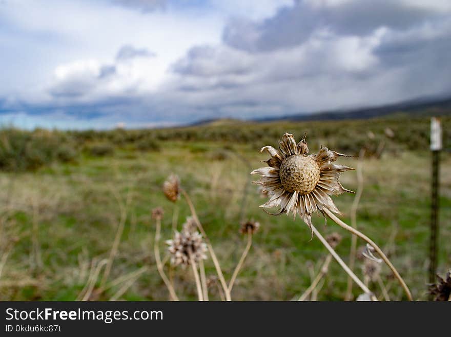 Brown Dried Flowers