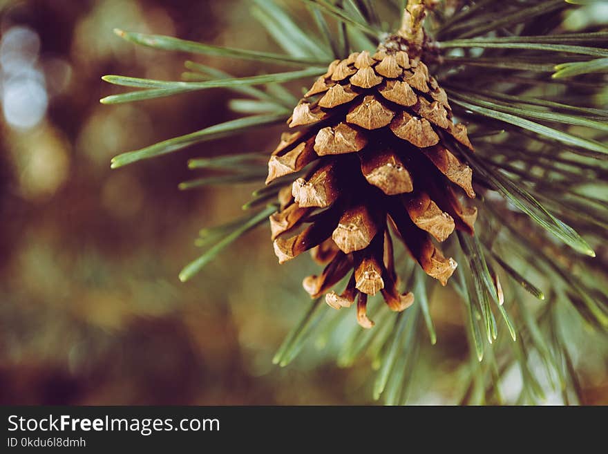 Closeup Photography of Brown Pine Cone