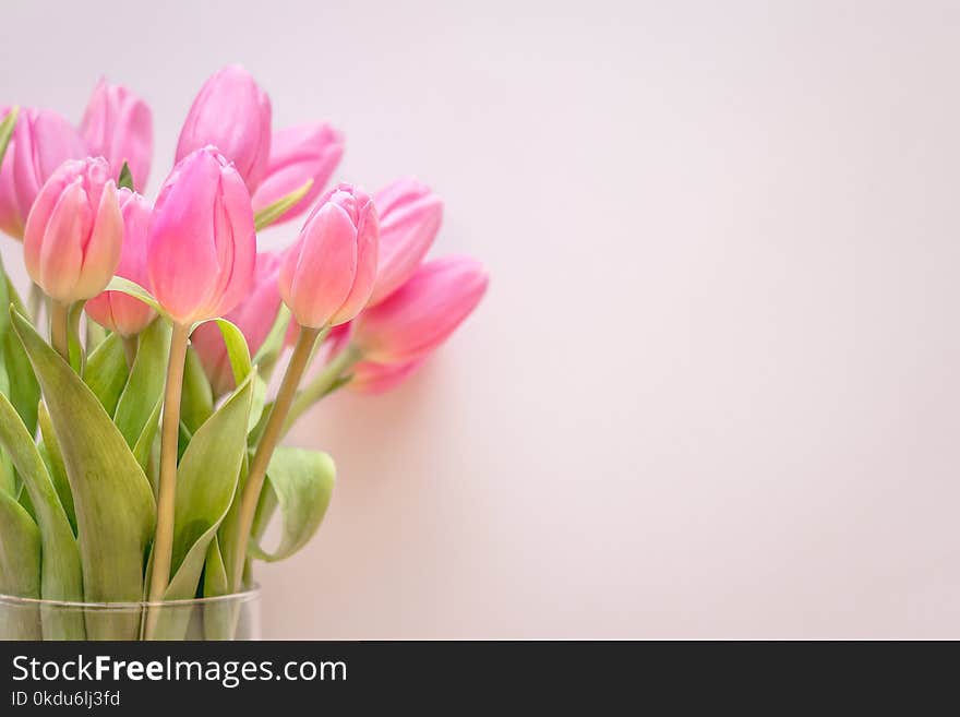 Pink Tulips in Glass Vase