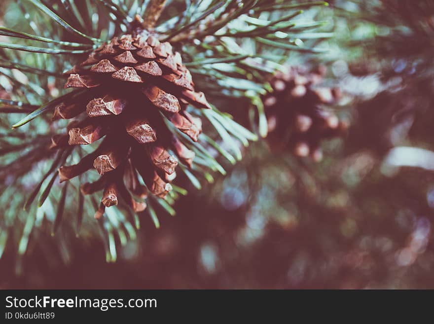 Shallow Focus Photography of Pine Cone