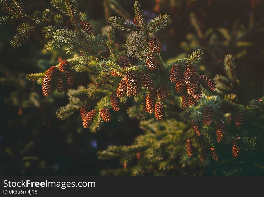 Close Up Photography of Pine Cones