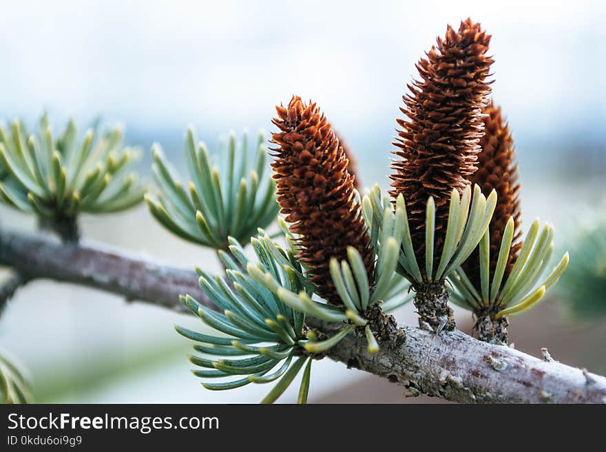 Close-up Photography of Conifer Cones