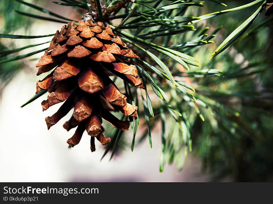 Close-up Photo of Brown Pinecone