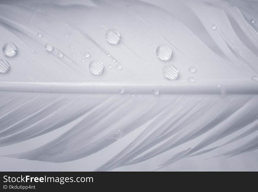 White Feather With Rain Drops