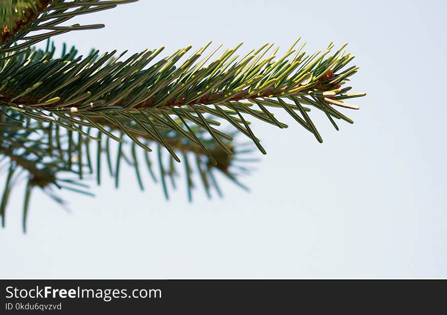 Selective Focus Photography of Pine Leaves