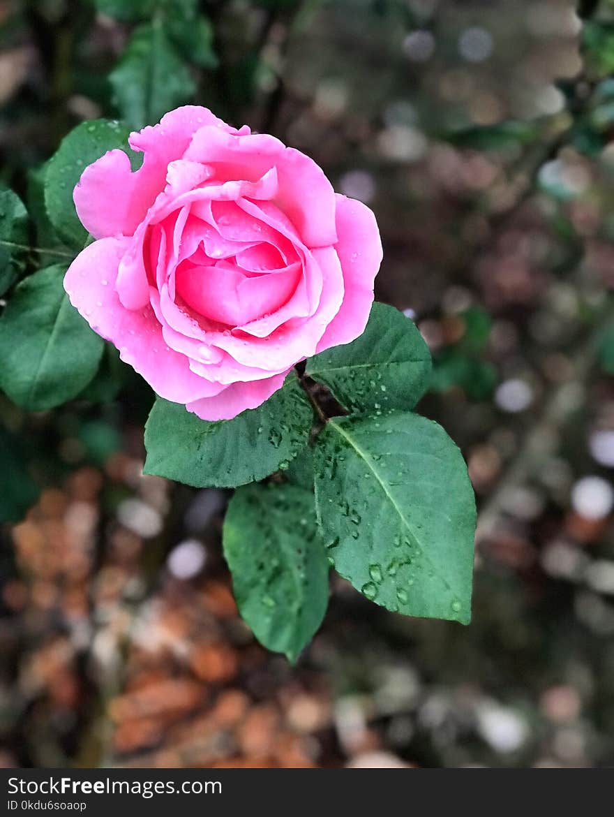 Close-Up Photography of Pink Flower