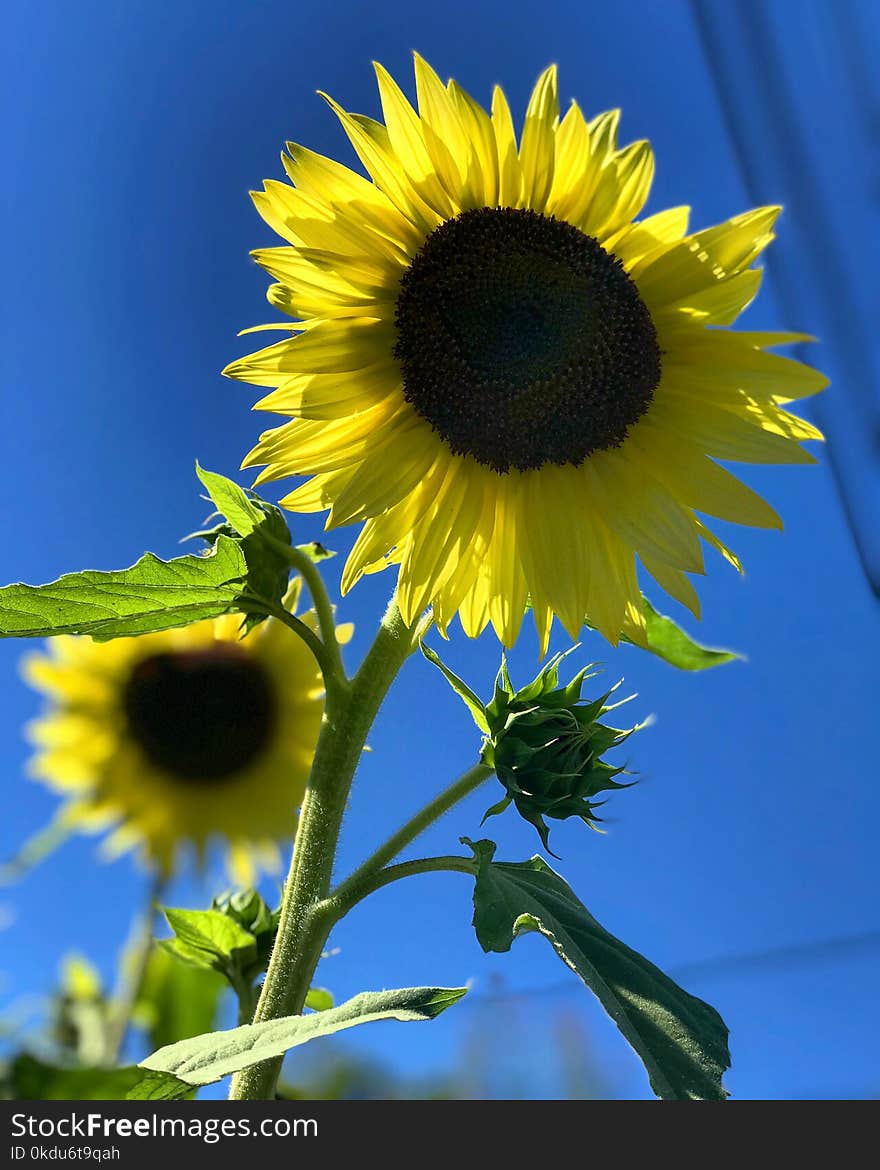 Selective Focus Photography of Sunflower