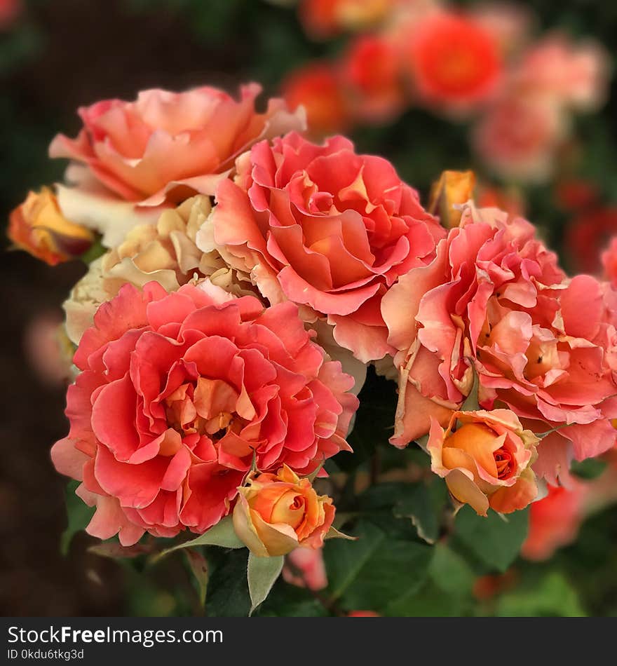 Close-Up Photography of Pink Flowers