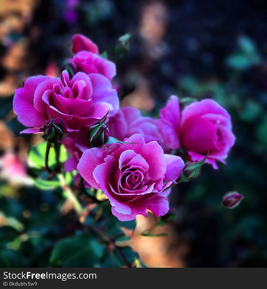 Close-Up Photography of Purple Flowers