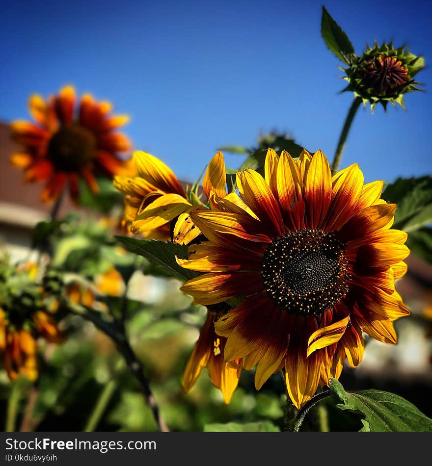 Close-Up Photography of Sunflower