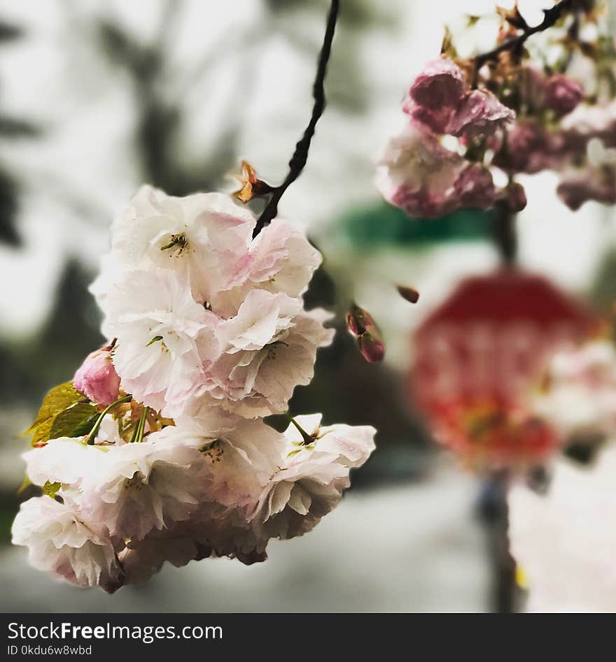 Selective Focus Photography of White Flowers