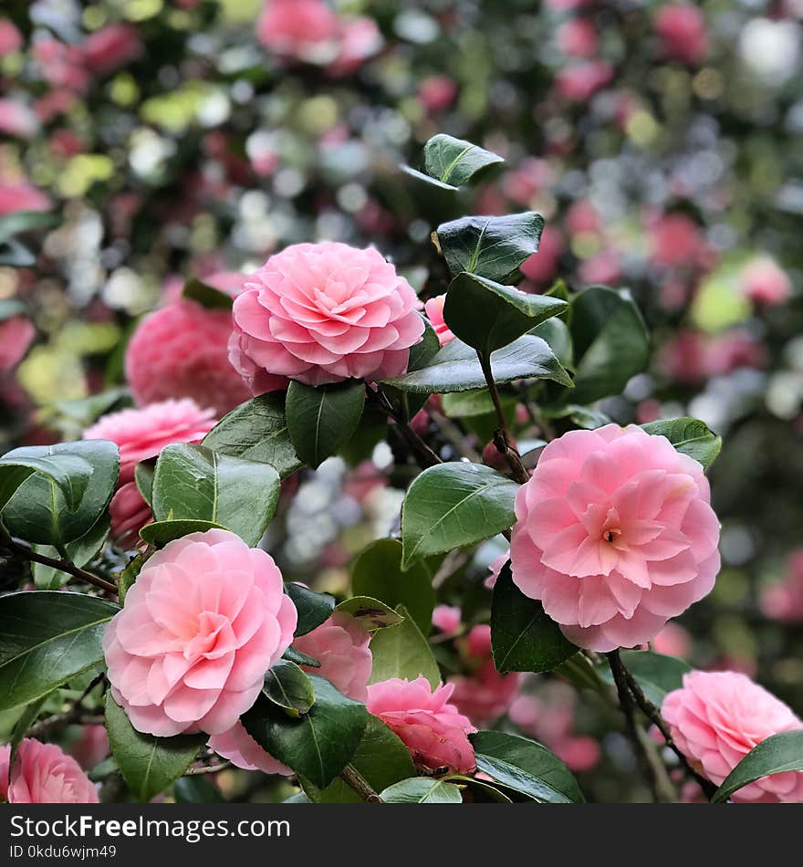 Selective Focus Photography of Pink Petaled Flowers