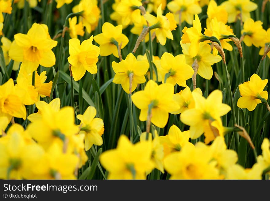 Close-Up Photography of Yellow Flowers