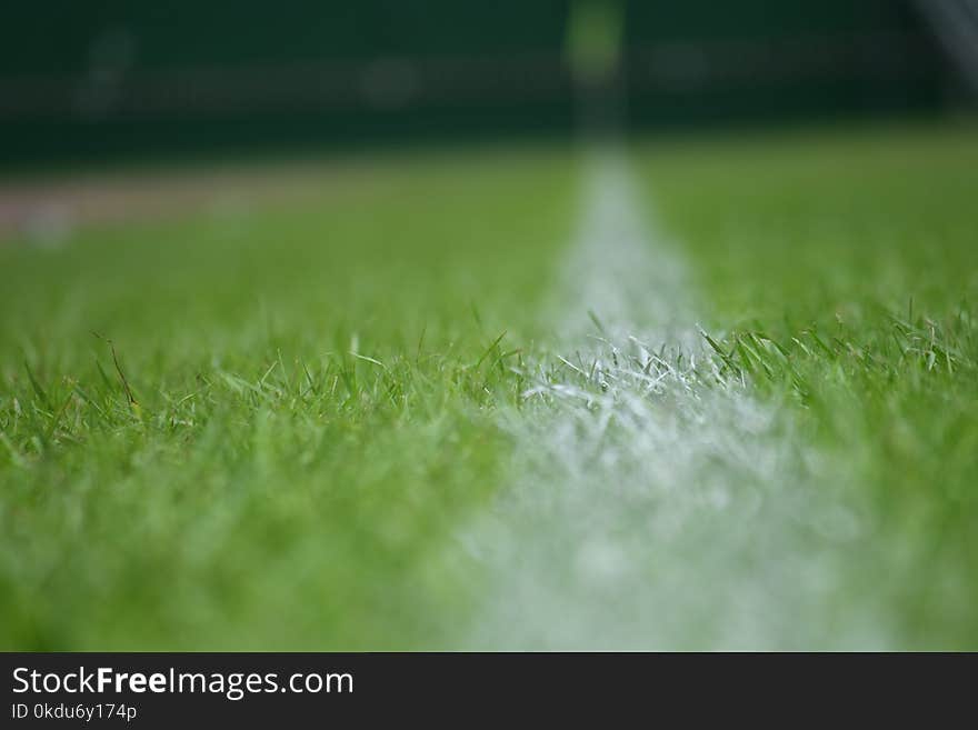 Close-Up Photography of Green Leaves