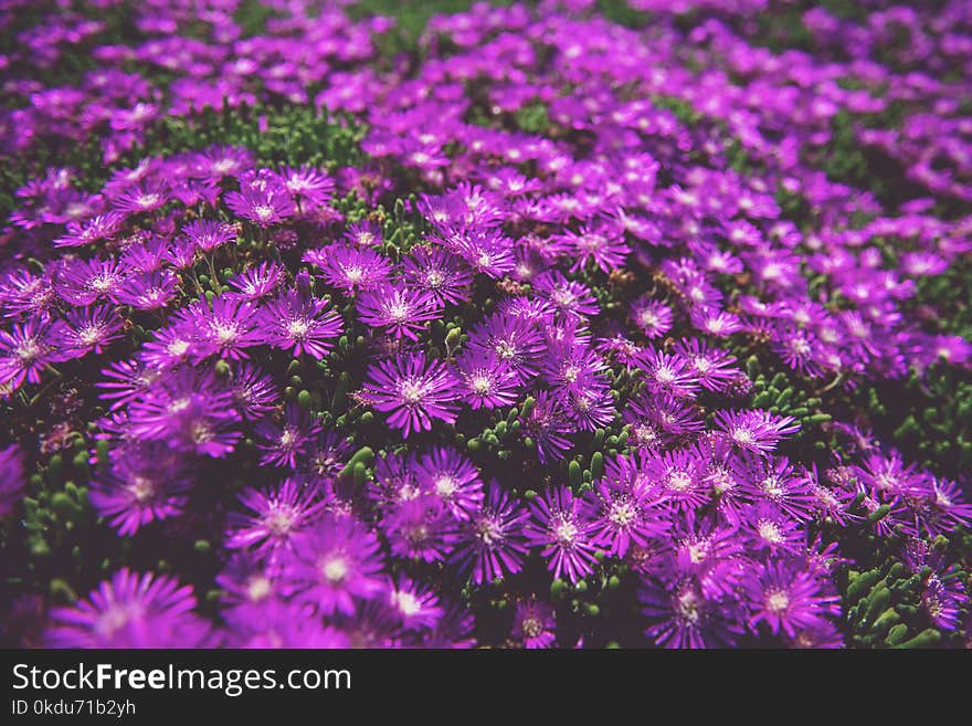 Photo of Purple Daisies