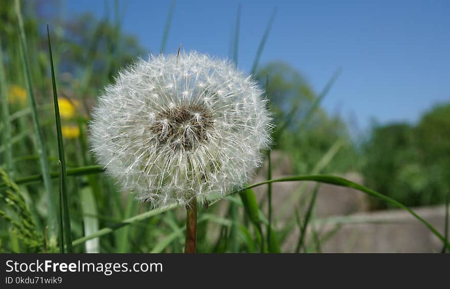 Focused Photo of Dandelion