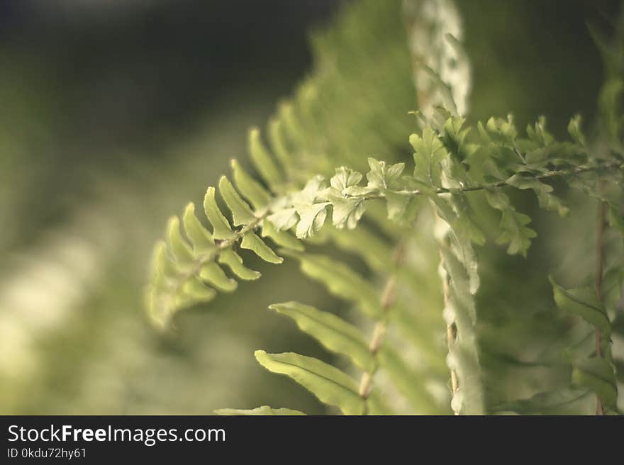 Green Fern