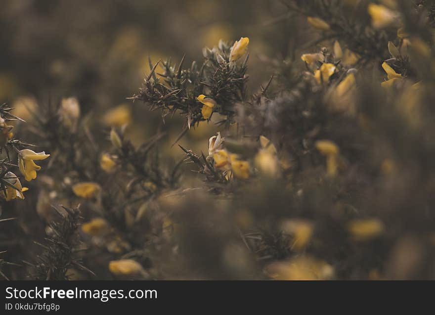 Close Up Photo of Yellow Flower