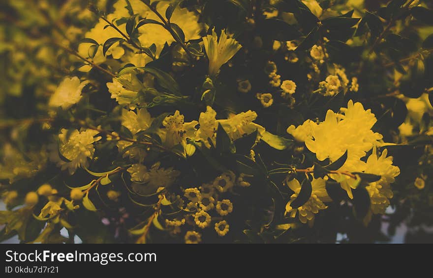 Photography of Yellow Flowers