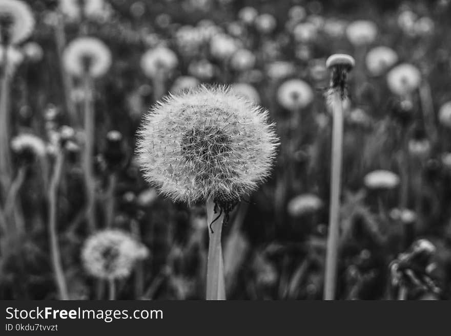 Grascale Dandelion Photo